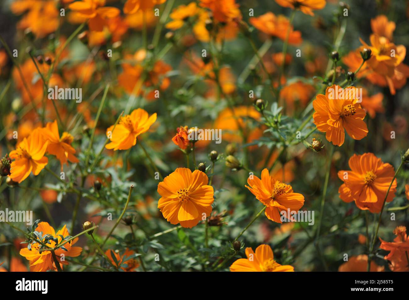 Cosmo giallo (Cosmo sulfureo) Cresta Arancio fiorisce in un giardino nel mese di settembre Foto Stock