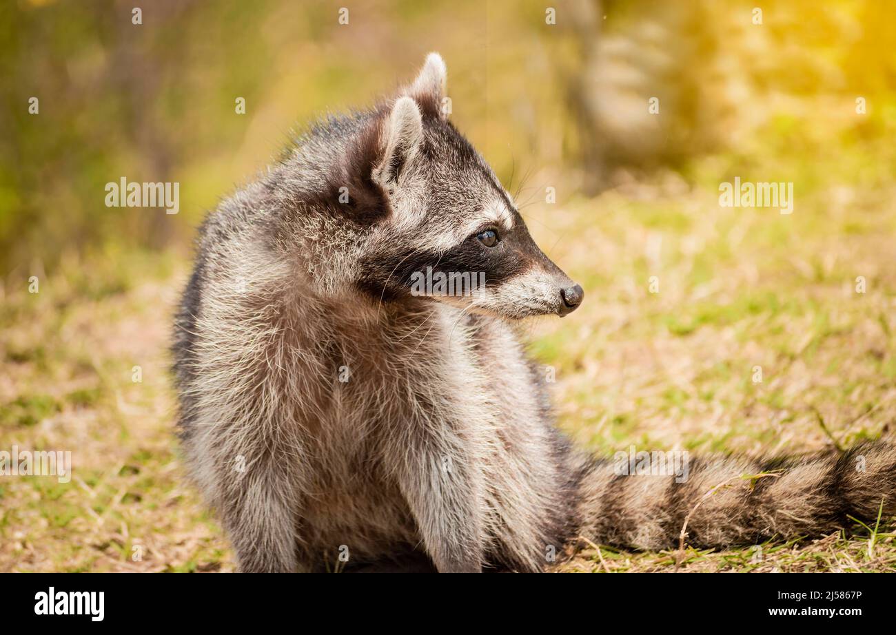 Primo piano di un raccoon nel suo habitat, Ritratto di un carino raccoon nel suo habitat, Un giovane Procyon selvaggio nel suo habitat Foto Stock