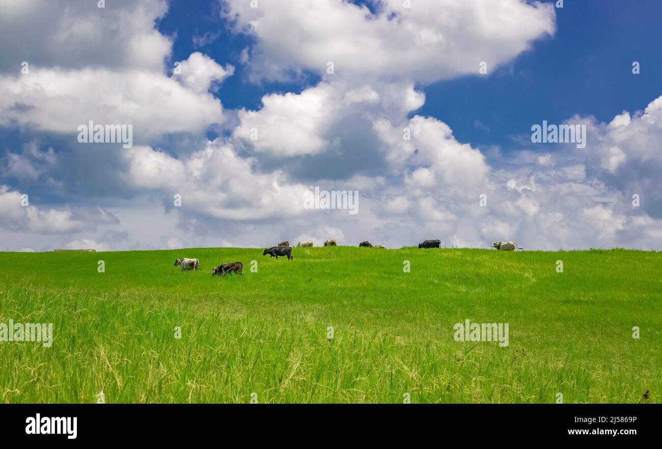 Mucche nel campo che mangiano erba, foto di diverse mucche in un campo verde con cielo blu e spazio copia, Un campo verde con mucche mangiano erba e. Foto Stock