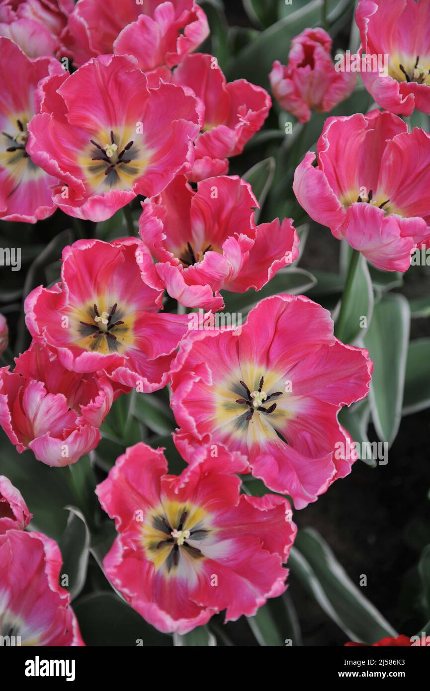 Tulipani di pappagallo rosa (Tulipa) Elsenburg con variegata fioritura fogliare in un giardino nel mese di marzo Foto Stock