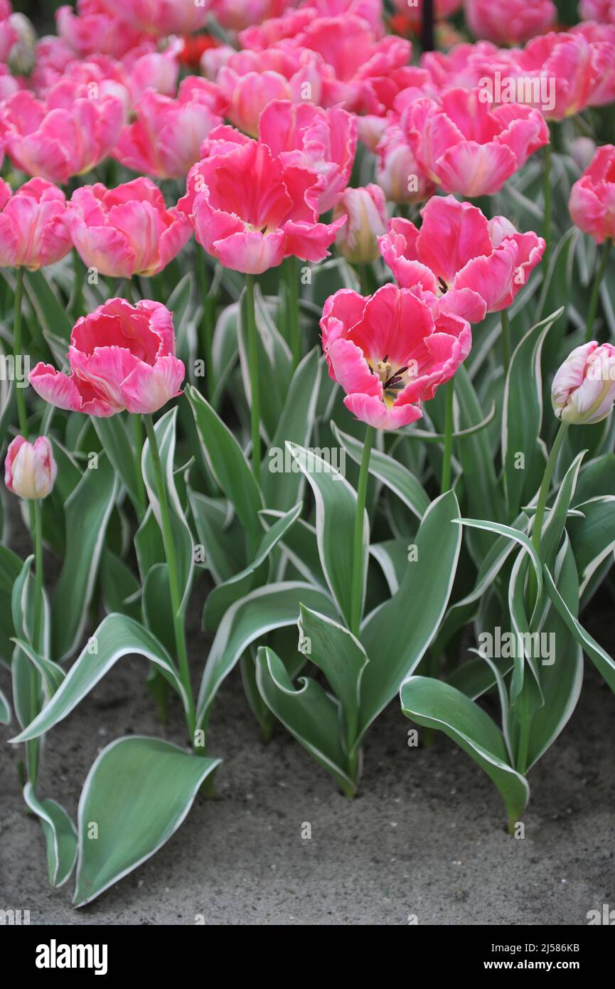 Tulipani di pappagallo rosa (Tulipa) Elsenburg con variegata fioritura fogliare in un giardino nel mese di marzo Foto Stock