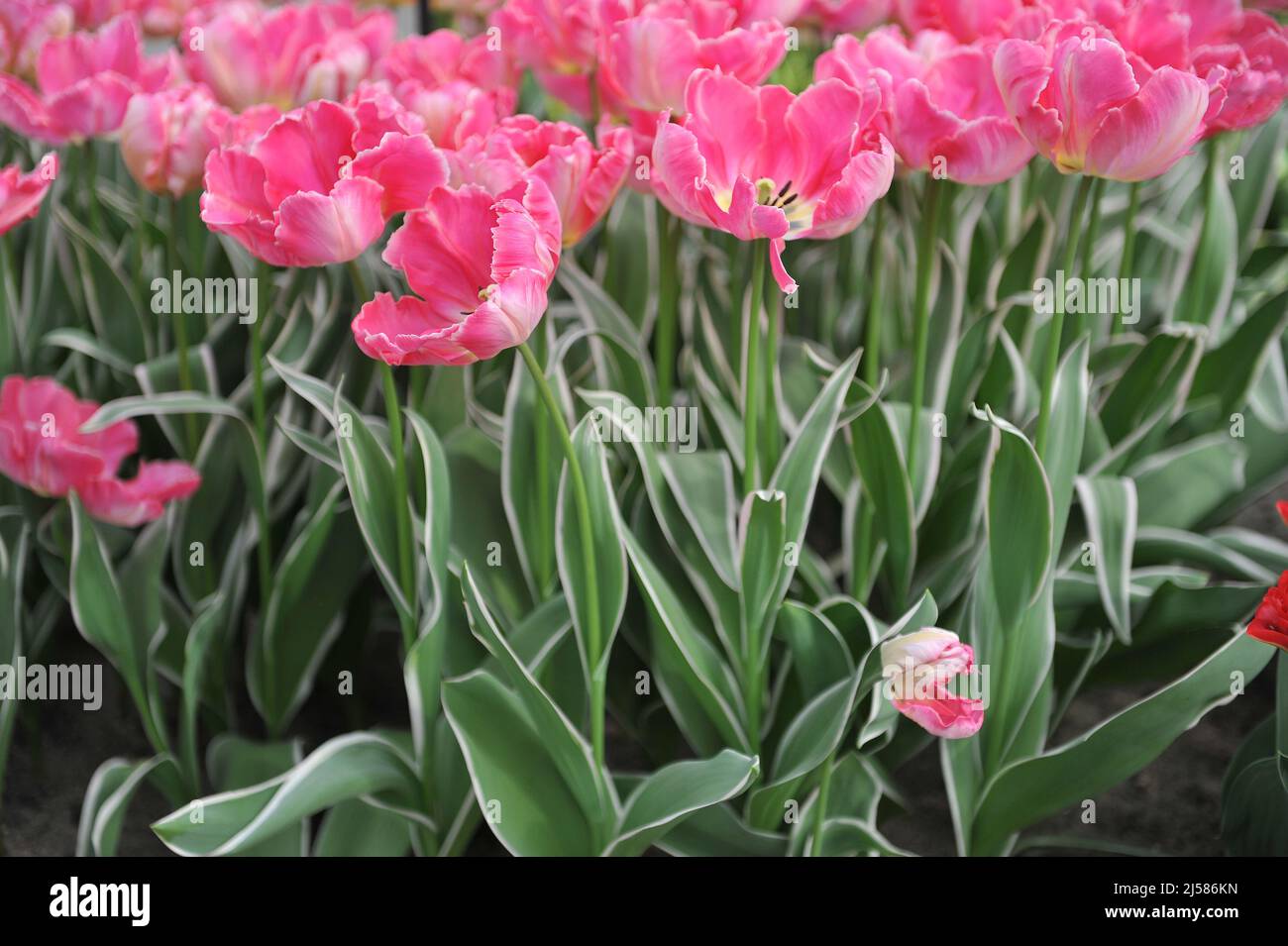 Tulipani di pappagallo rosa (Tulipa) Elsenburg con variegata fioritura fogliare in un giardino nel mese di marzo Foto Stock