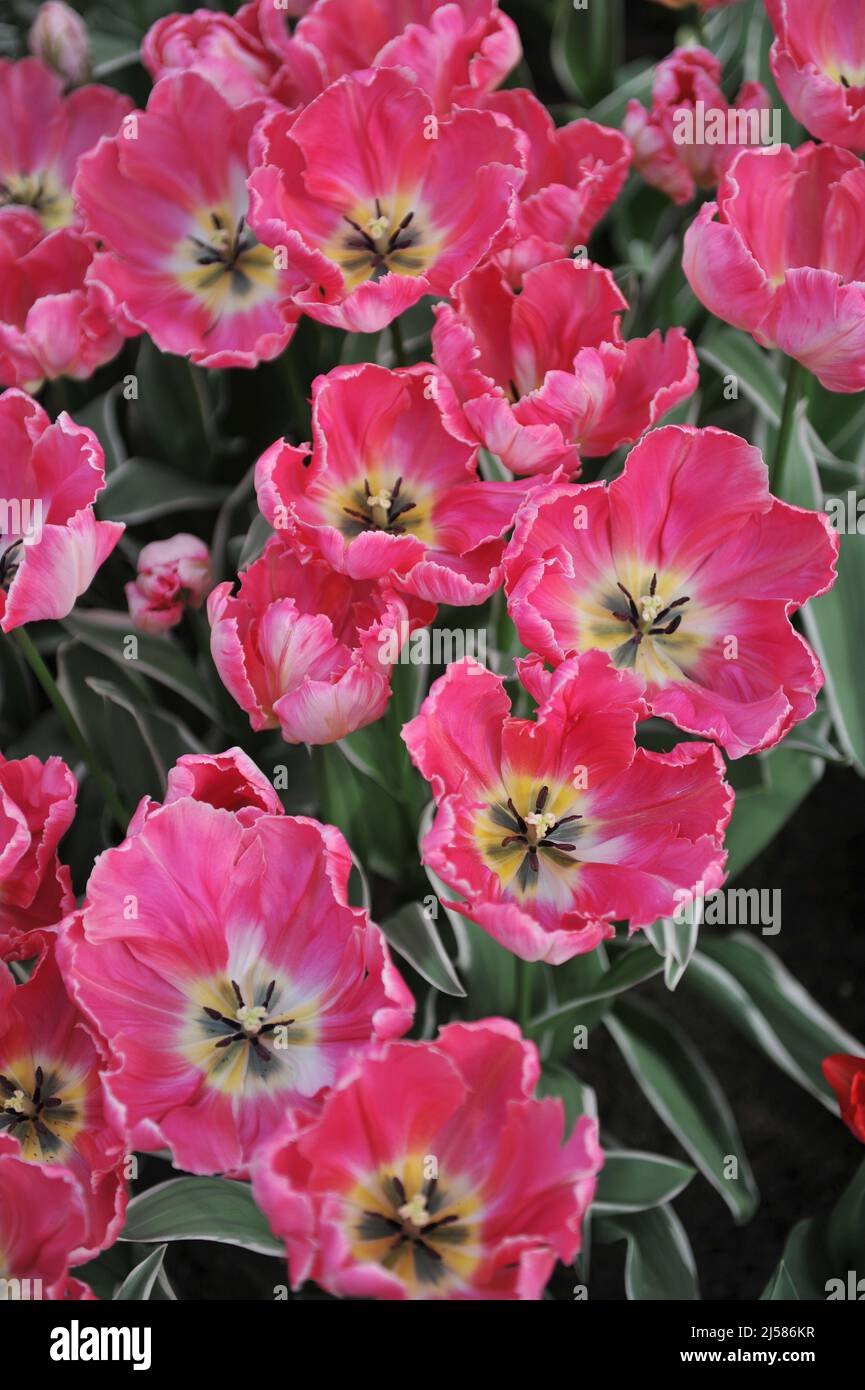 Tulipani di pappagallo rosa (Tulipa) Elsenburg con variegata fioritura fogliare in un giardino nel mese di marzo Foto Stock