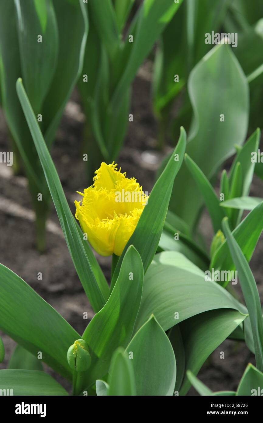 Tulipani con frange gialle (Tulipa) Finn Schjoll fiorisce in un giardino nel mese di marzo Foto Stock
