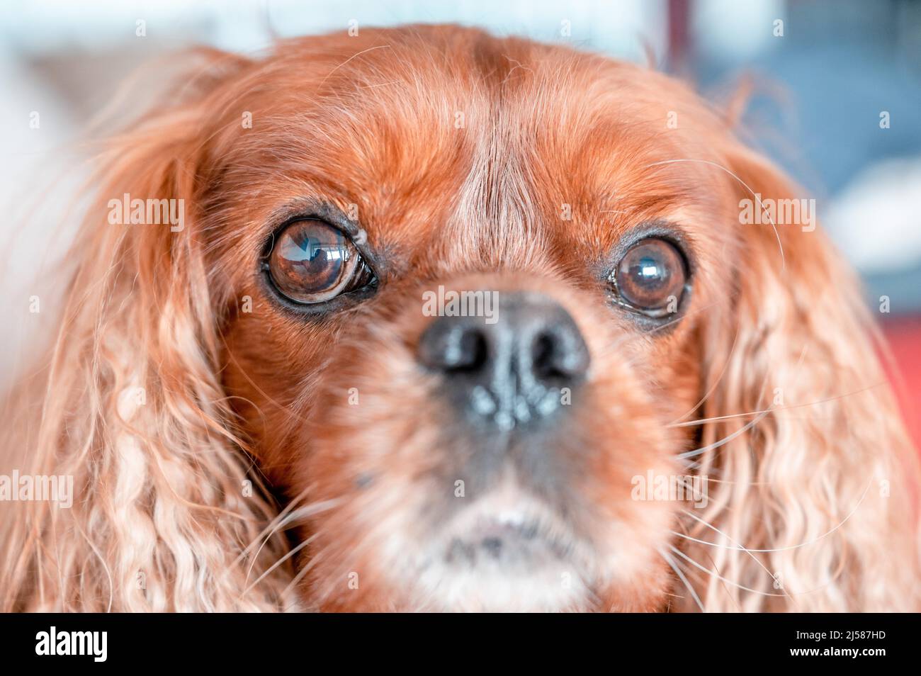 Ritratto von Einem Hund der Rasse Cavalier Re Charles Spaniel in der Musterung Ruby, Hannover, Niedersachsen, Germania Foto Stock