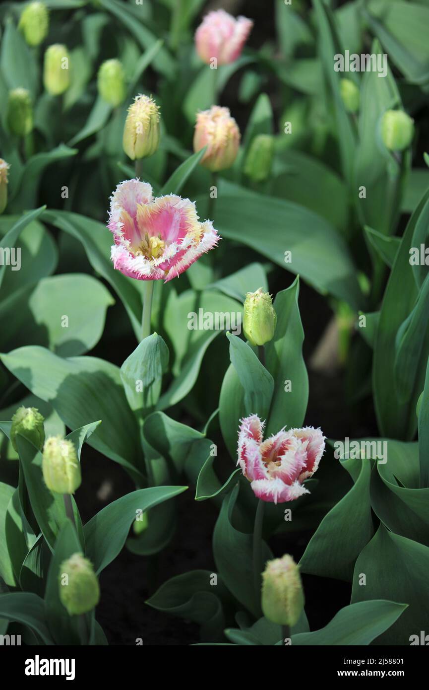 Rosa con bordo bianco tulipani frangiati (Tulipa) Hawaii fioriscono in un giardino nel mese di marzo Foto Stock