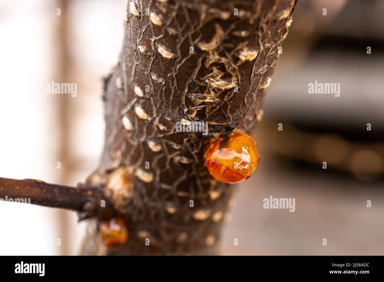 Macro primo piano resina naturale albero Foto Stock