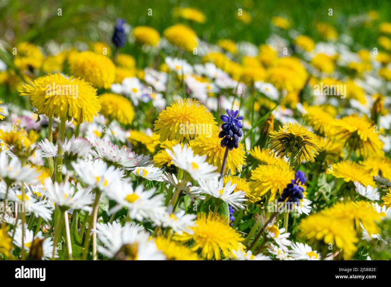 Primo piano di dandelioni e margherite in erba, fiori selvatici fioriscono in primavera Foto Stock