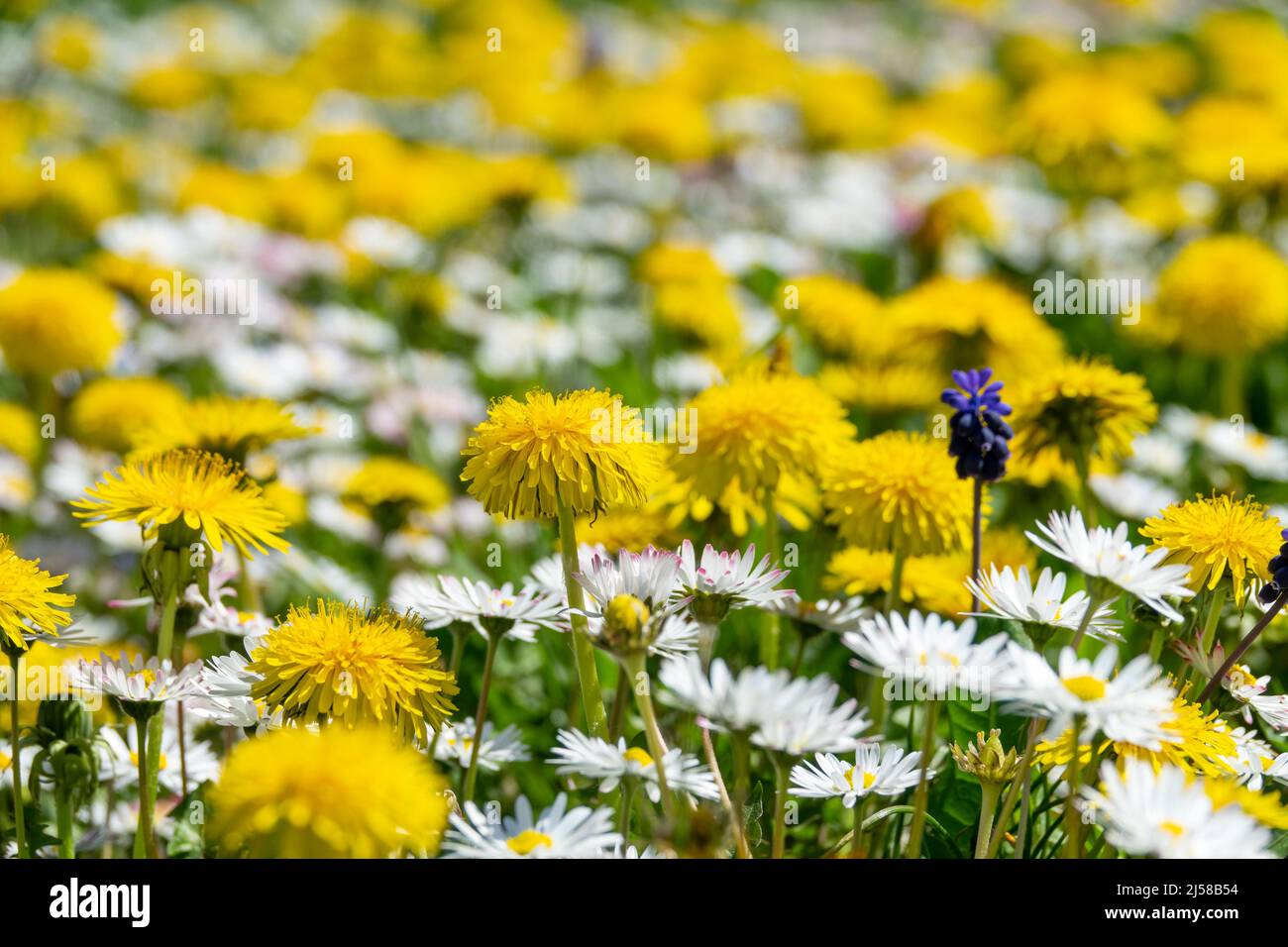 Primo piano di dandelioni e margherite in erba, fiori selvatici fioriscono in primavera Foto Stock