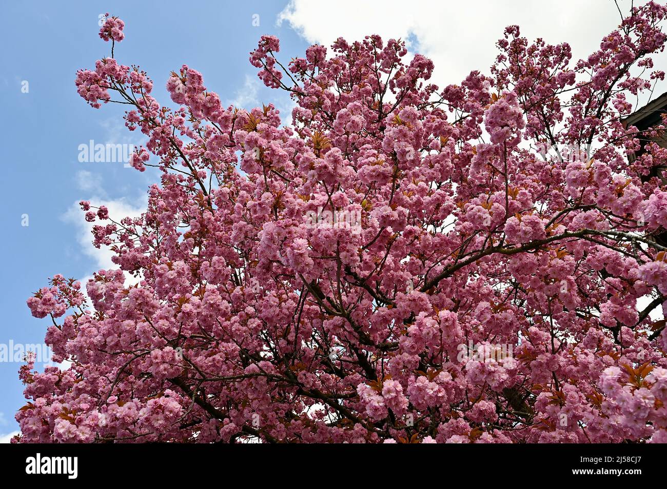 Riesiger Mandelbaum - Prunus dulcis - in voller Blüte im April Foto Stock