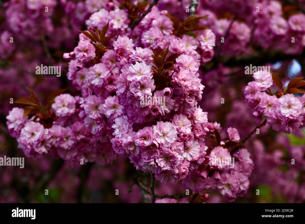 Herrliche rosa Blüten eines Mandelbaumes - prunus dulcis Foto Stock