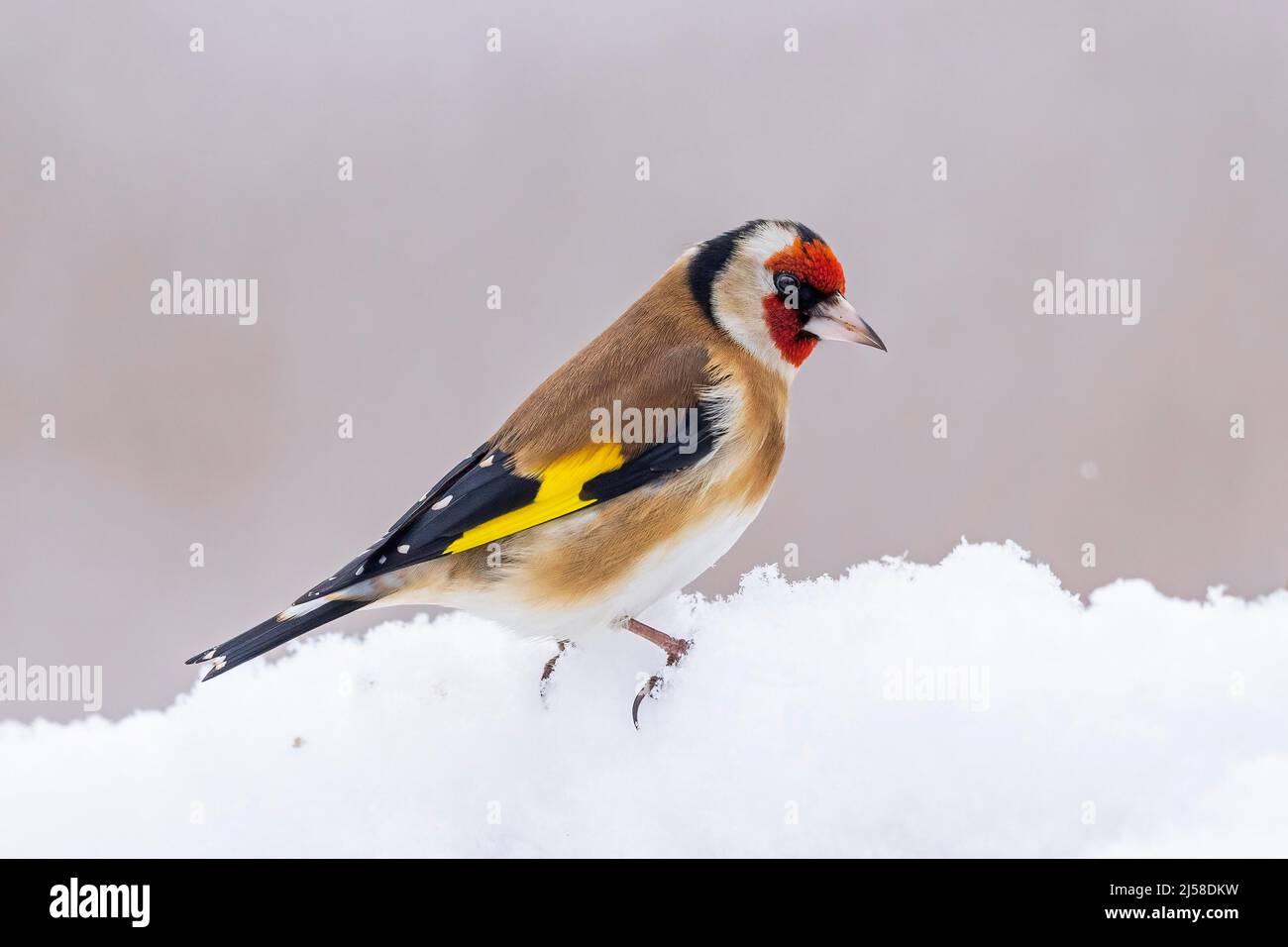 Carduelis carduelis (Carduelis carduelis) Goldfinch foraging nella neve, gelo, inverno, alimentazione degli uccelli, Riserva della biosfera dell'Elba media, Sassonia-Anhalt Foto Stock