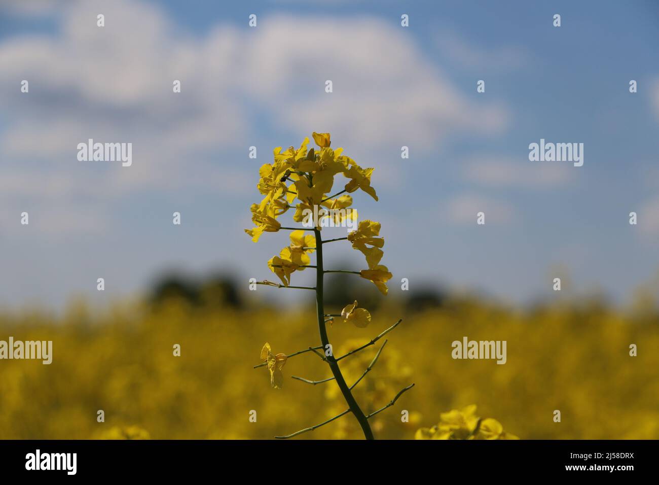Giallo e blu Foto Stock