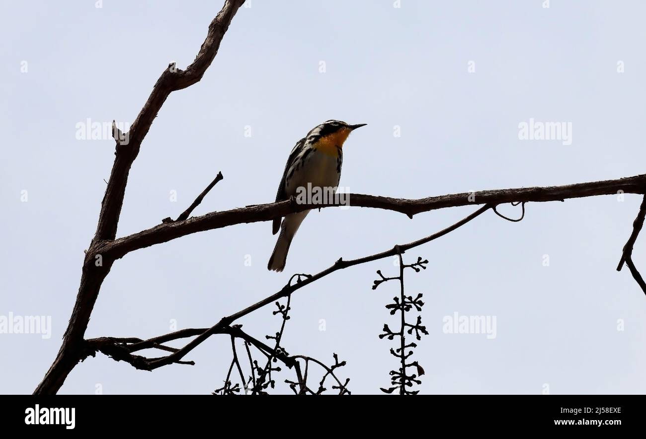 Warbler a gola gialla dal basso il giorno nuvoloso in albero sul ramo Foto Stock