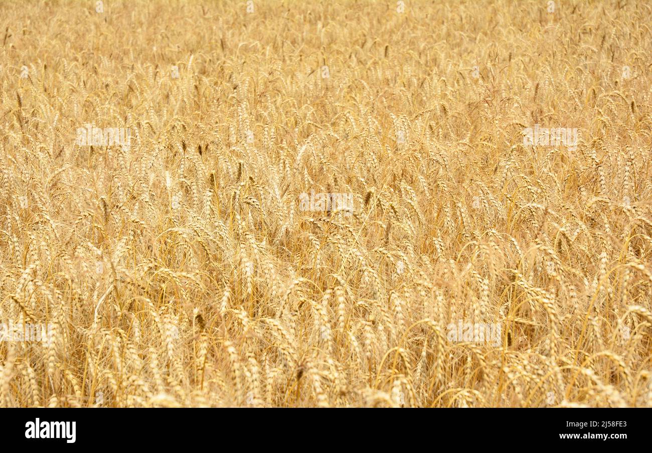 La segala raccolto a granella sul campo di segale paesaggio Foto Stock