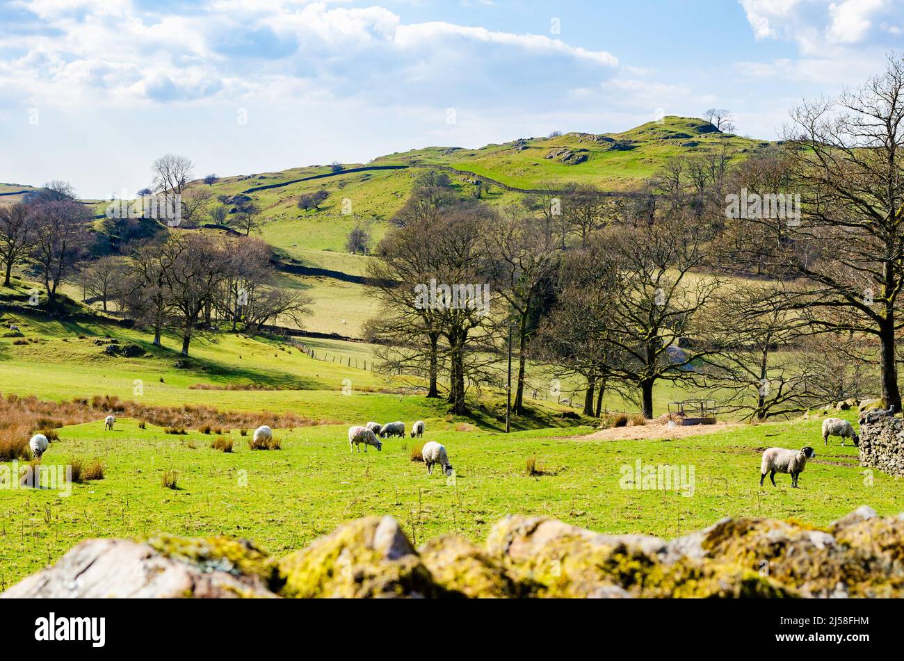 Pecore pascolo in un campo vicino agli alberi ai piedi di Grandsire nel Lake District Cumbria con pareti di pietra e cielo blu con nuvole, fuoco selettivo Foto Stock