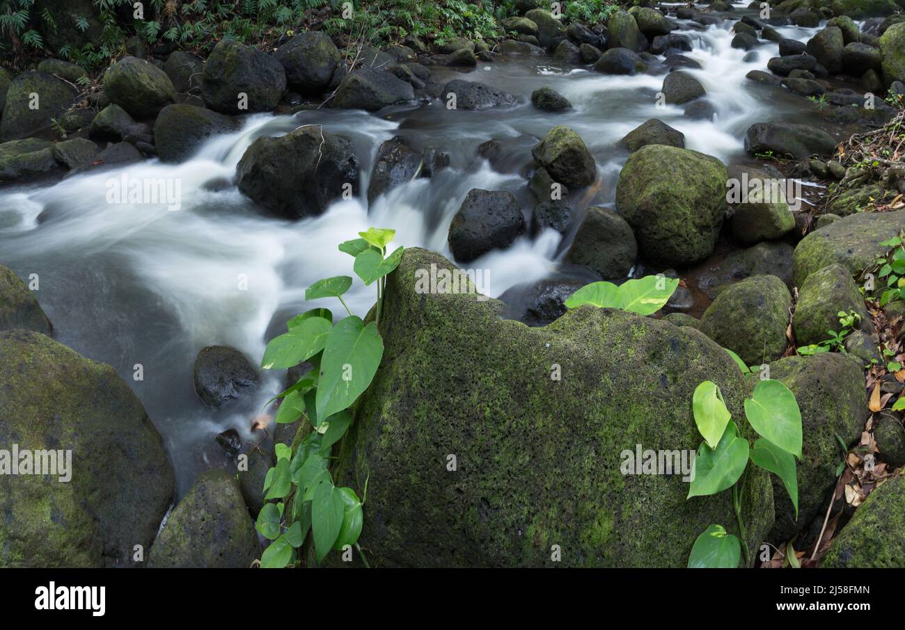 Il flusso di Limahuli scorre verso il basso dalle montagne sopra Hanalei e nell'Oceano Pacifico sulla costa nord dell'isola di Kauai, Hawaii. Una chiusura lenta Foto Stock