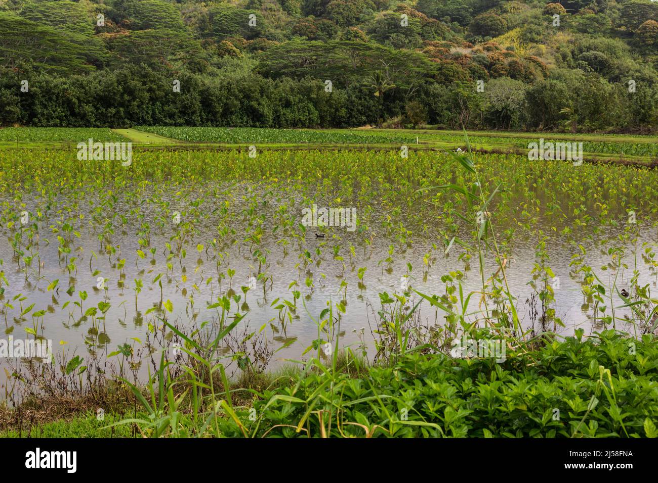 Un campo allagato di piante di Taro, Colocasia esculenta, che cresce sull'isola pacifica di Kauai, Hawaii. Una Gallinule hawaiana si trova al centro del fiel Foto Stock
