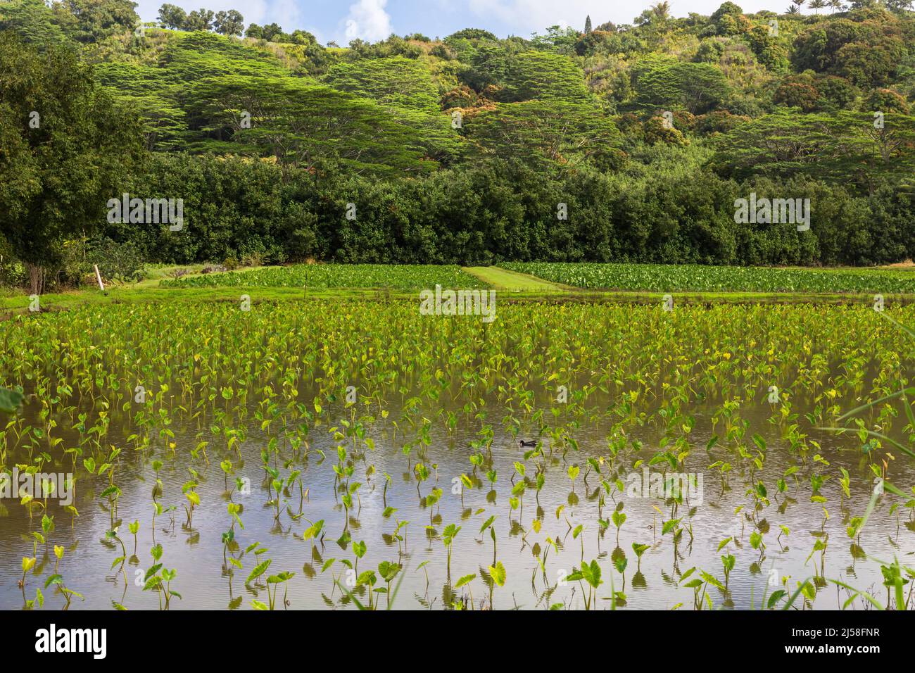 Un campo allagato di piante di Taro, Colocasia esculenta, che cresce sull'isola pacifica di Kauai, Hawaii. Una Gallinule hawaiana si trova al centro del fiel Foto Stock