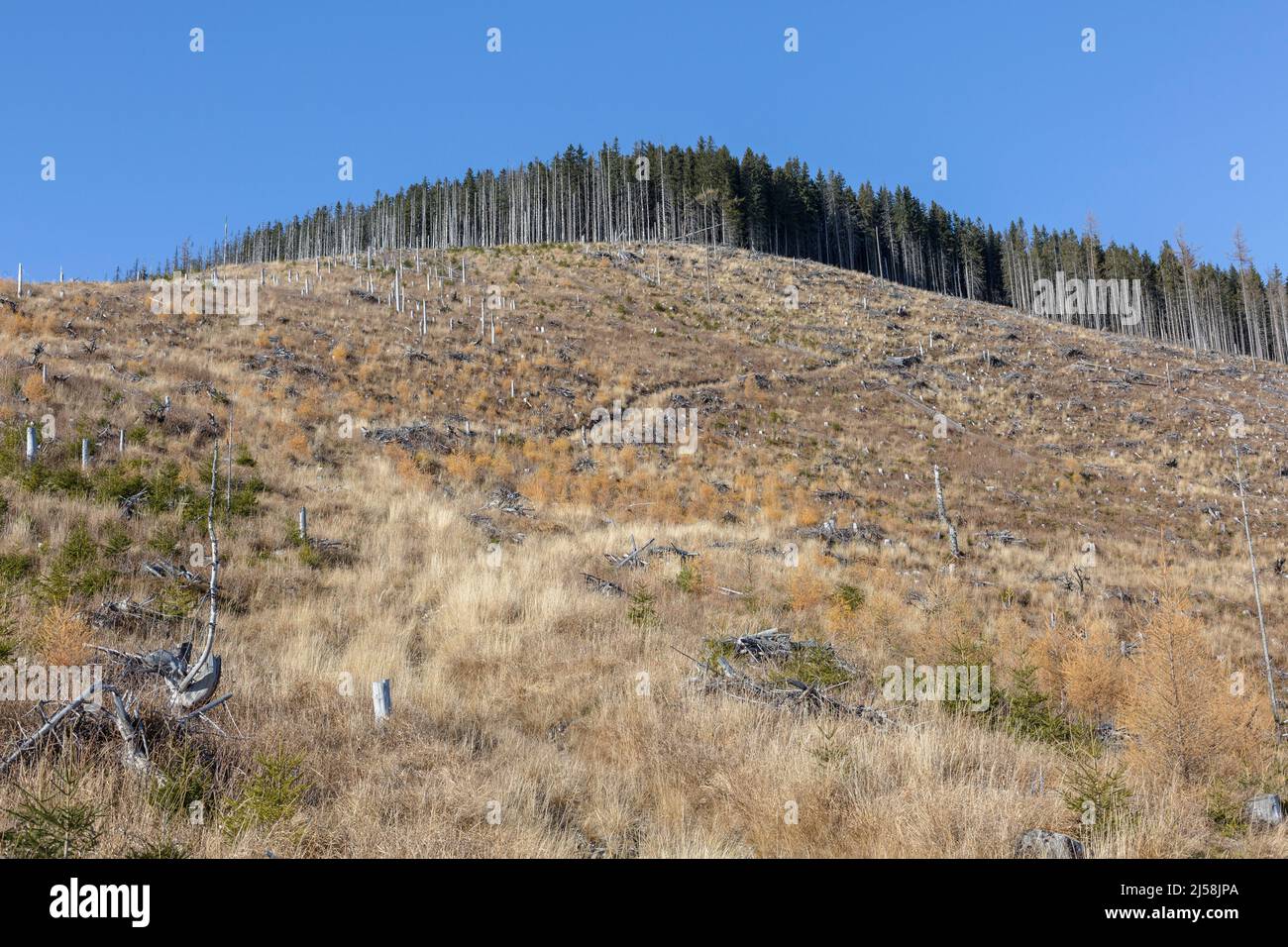 Pini secchi e alberi sgranati a Vysoké Tatry, alti Monti Tatra - la catena montuosa e il parco nazionale in Slovacchia Foto Stock