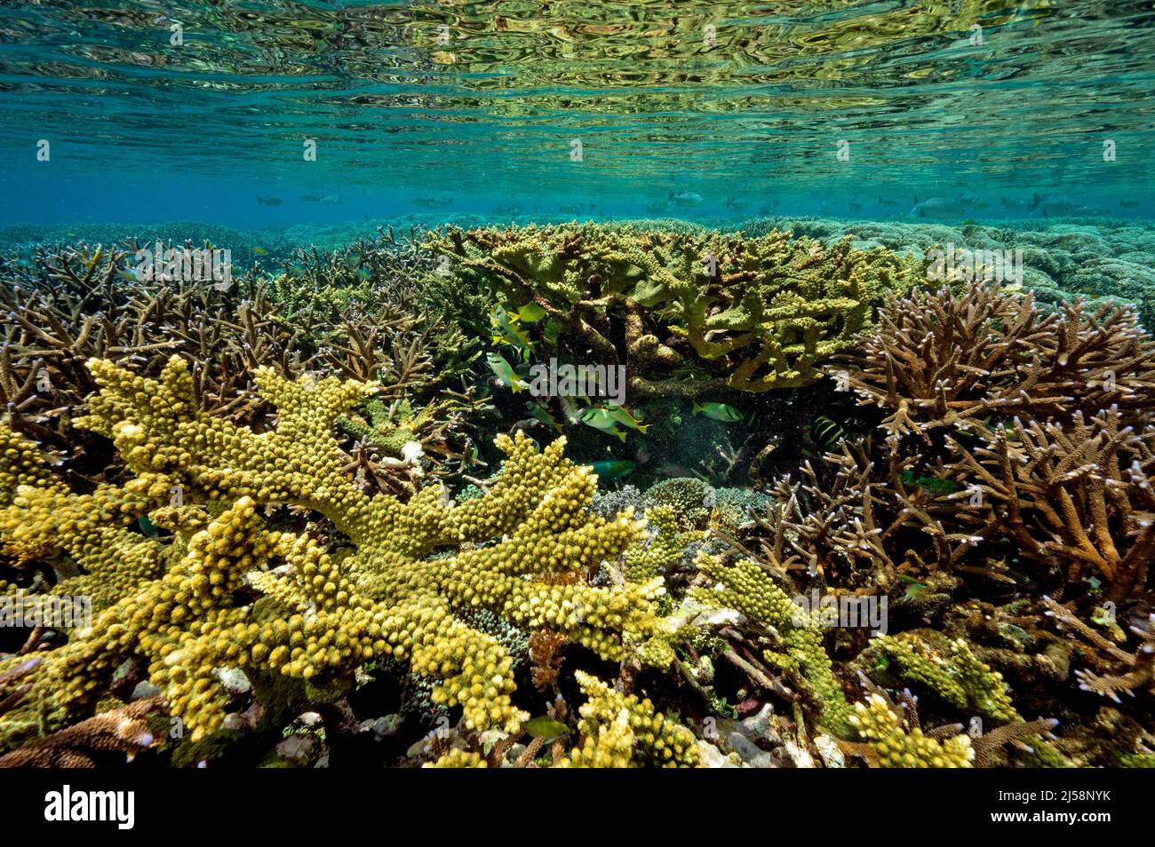 Cresta della scogliera con coralli duri ramificati Raja Ampat Indonesia. Foto Stock