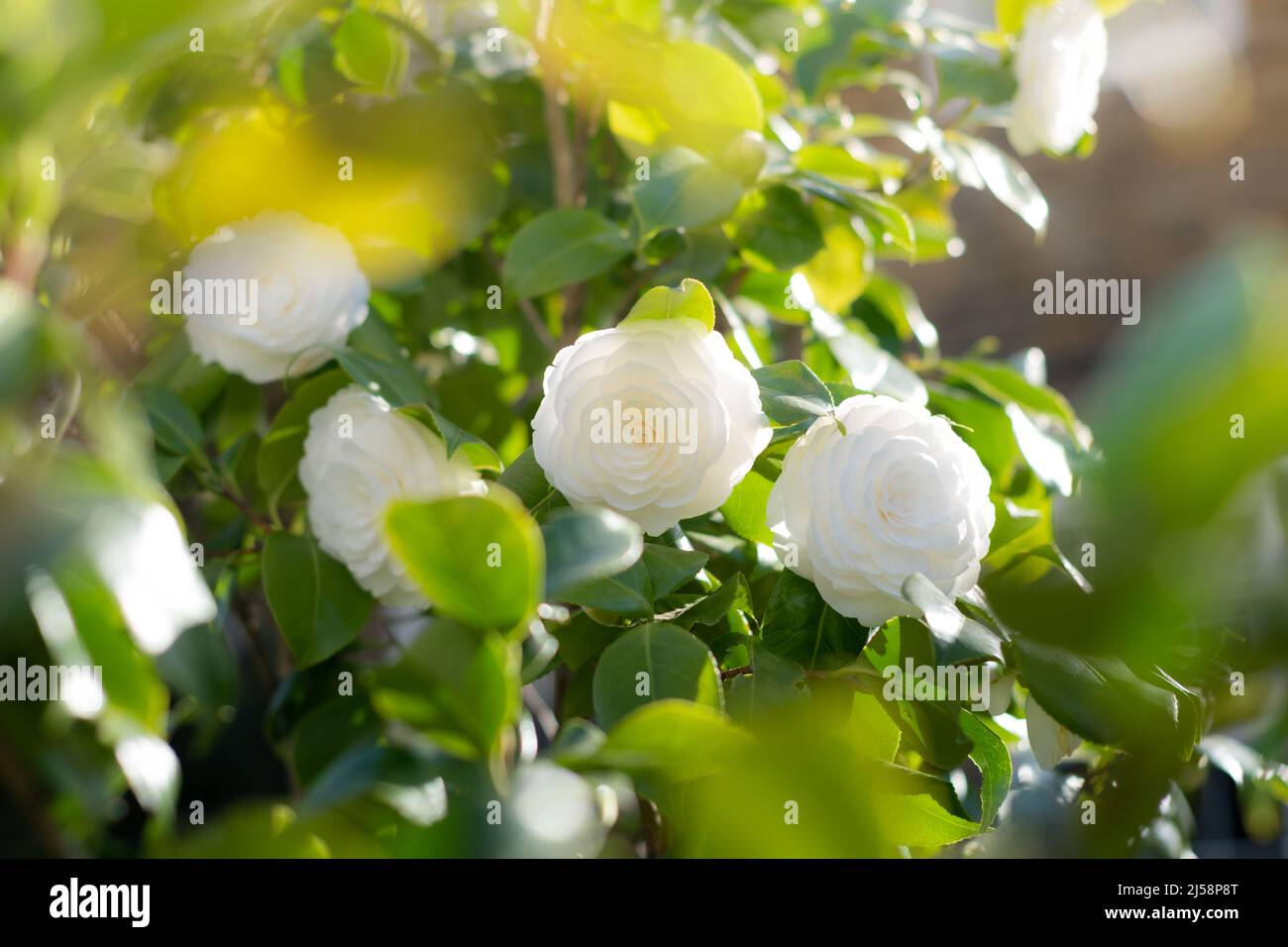 Fiore di camellia bianca in fiore durante la primavera. Bellissimi fiori in giardino Foto Stock
