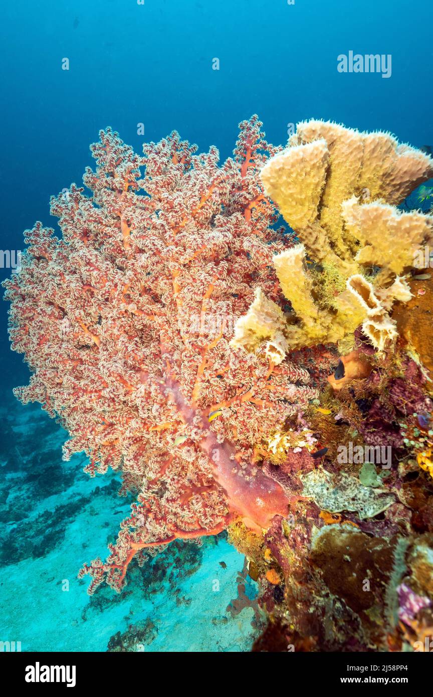 Scenica scogliera con coralli e spugne morbide, Raja Ampat Indonesia. Foto Stock