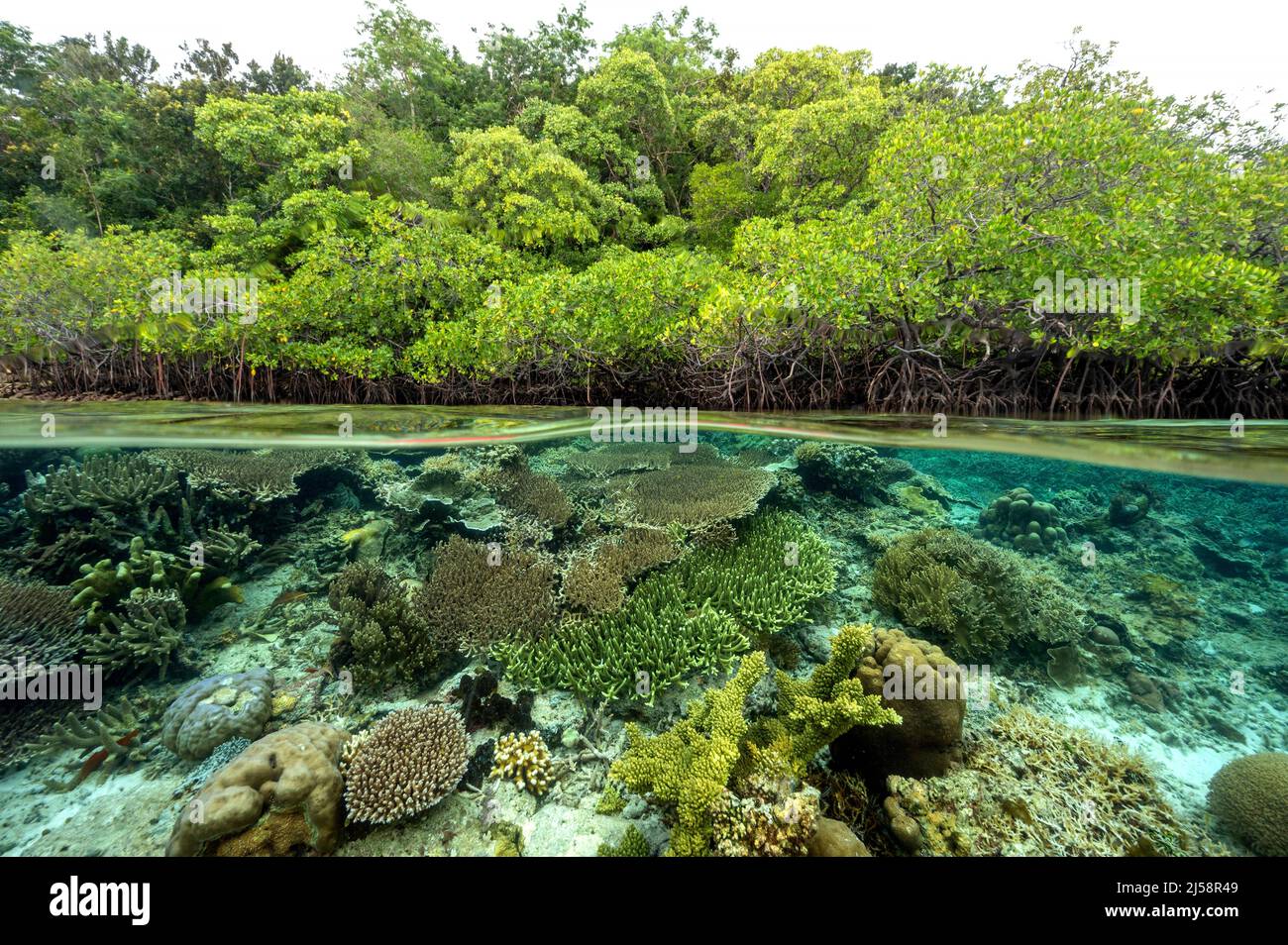 Foresta di mangrovie e barriere coralline in Split shot, Gam Island Raja Ampat Indnonesia. Foto Stock