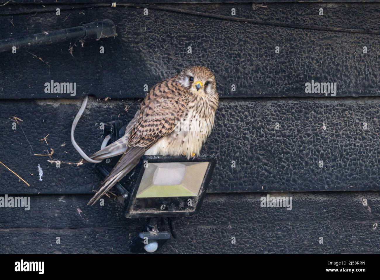 Maggiore sicurezza. Un kestrale, Falco tinnunculus, arroccato su una luce di sicurezza. Upper Wield, Alresford, Hampshire, Regno Unito Foto Stock