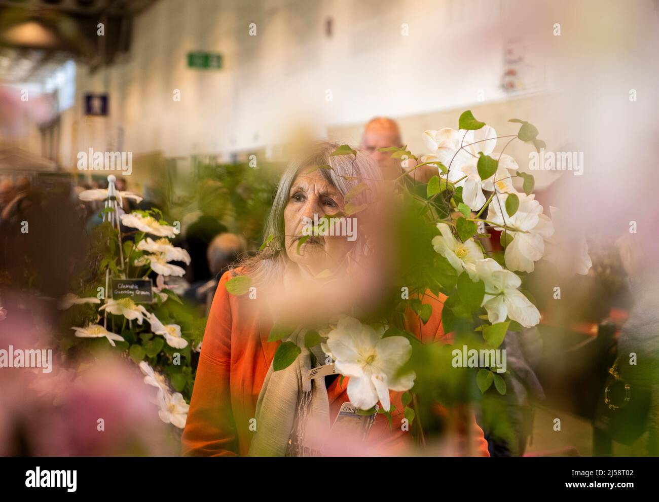 Harrogate, 21st aprile 2022. Un visitatore visto attraverso i fiori allo Spring Flower Show. Picture Credit: ernesto Rogata/Alamy Live News Foto Stock