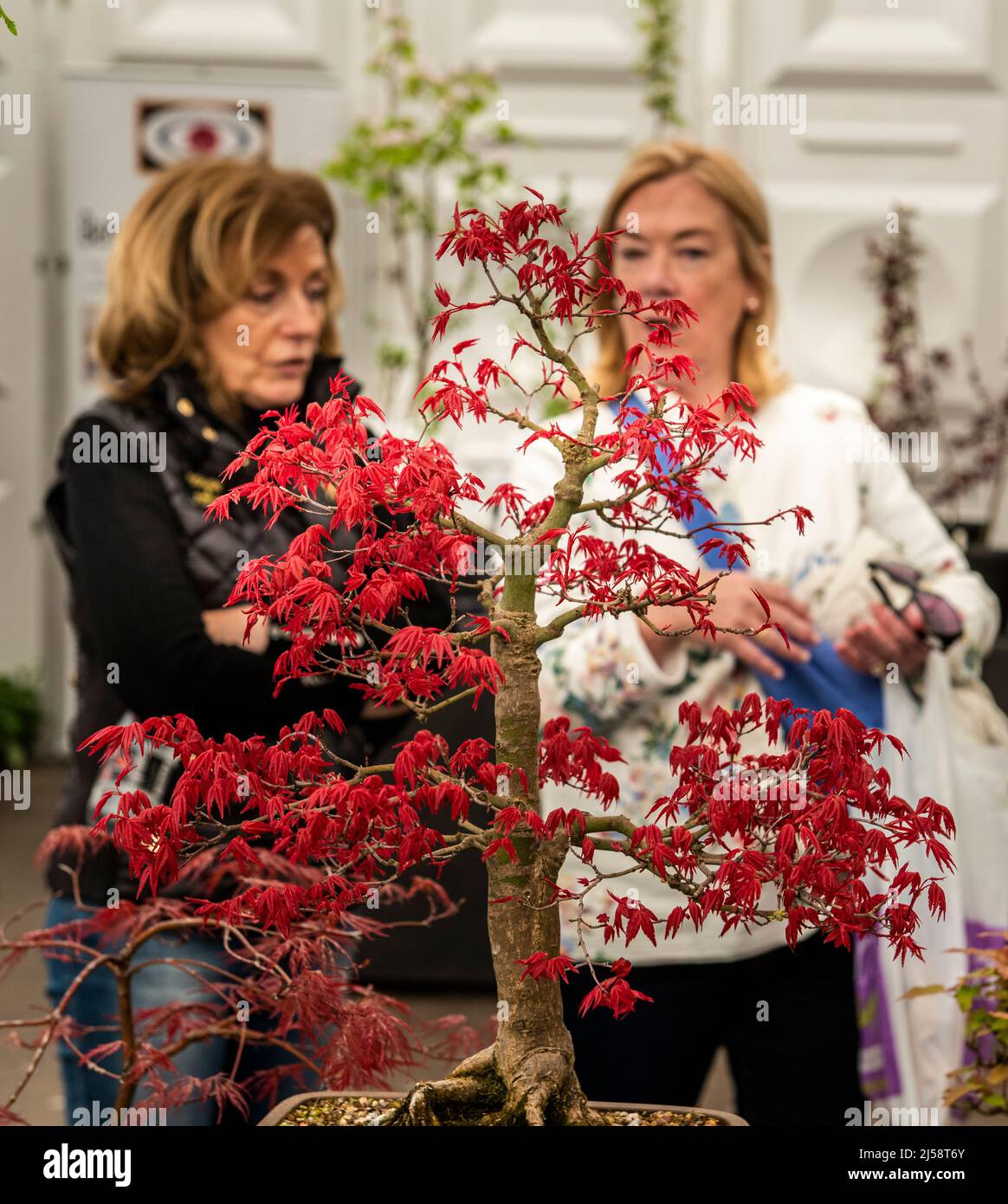 Harrogate, 21st aprile 2022. I visitatori guardano un bonsai rosso allo Spring Flower Show. Picture Credit: ernesto Rogata/Alamy Live News Foto Stock