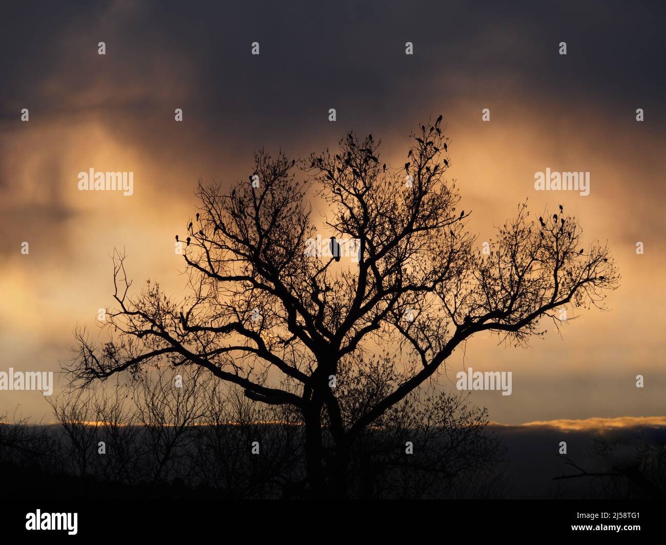 Un'aquila calva e sessanta grandi grackle a coda appollaiati in un albero in una tempesta Foto Stock
