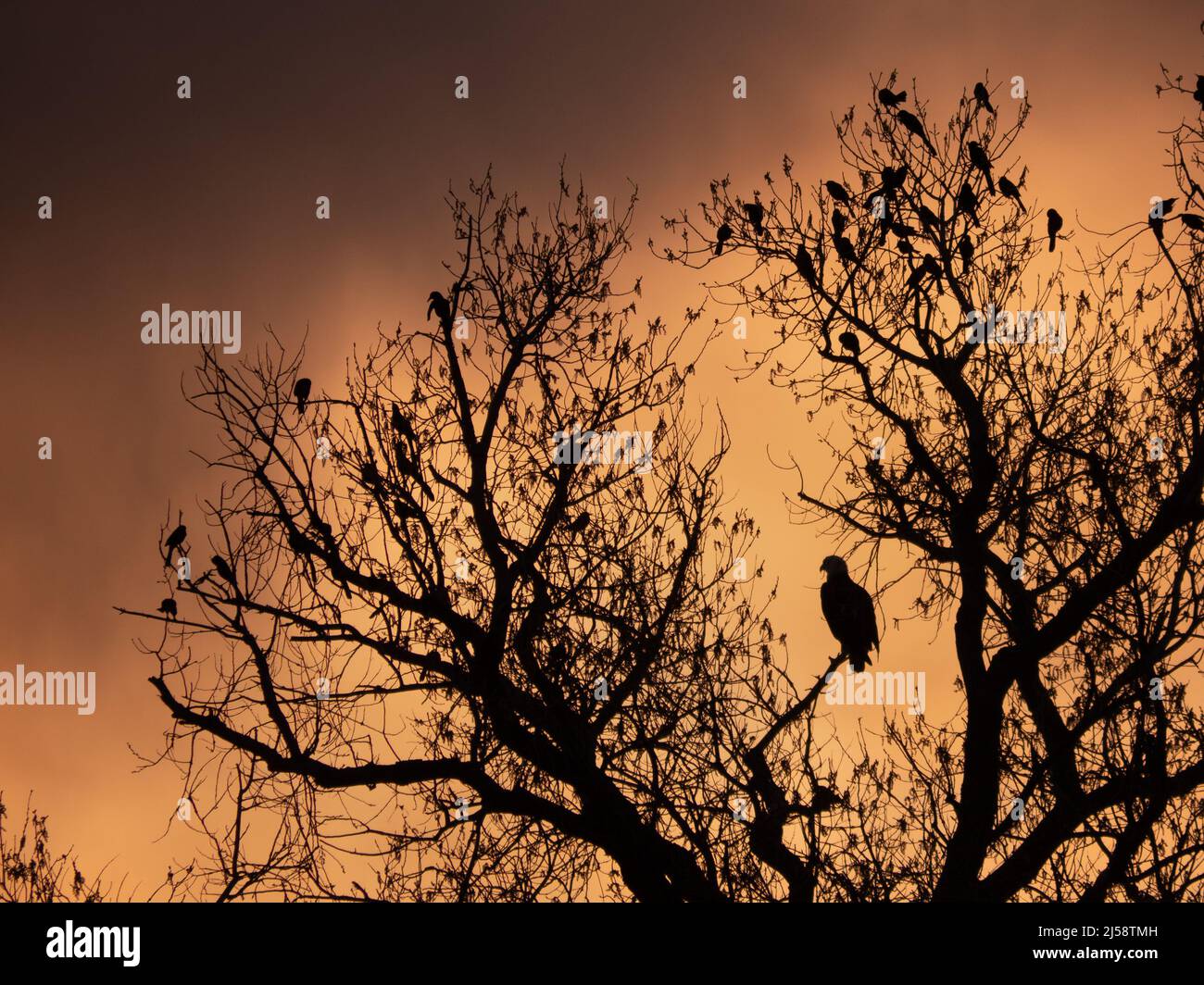 Bald Eagle e Grackles arroccato in un albero in una tempesta Closeup Silhouette Foto Stock