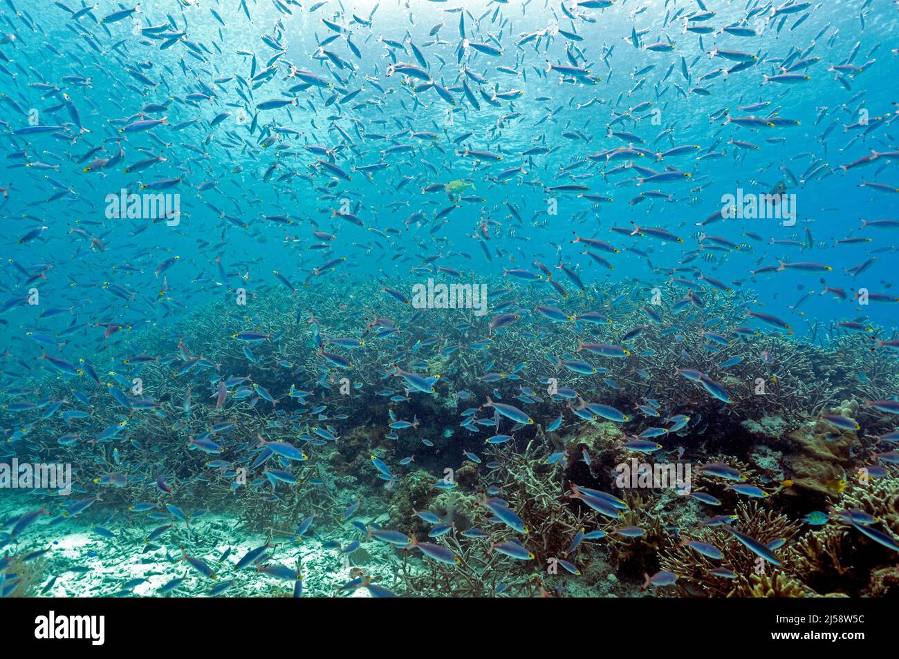 Scuola di fusiliers, Raja Ampat Indonesia. Foto Stock