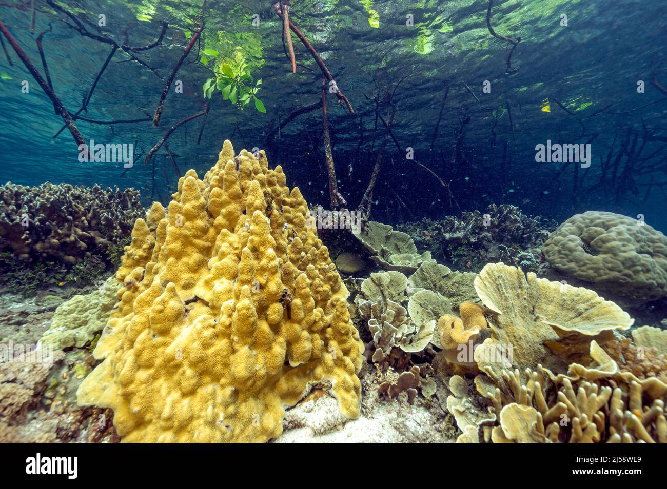 Scenica barriera corallina con coralli duri sotto la foresta di mangrovie, Raja Ampat Indonesia. Foto Stock