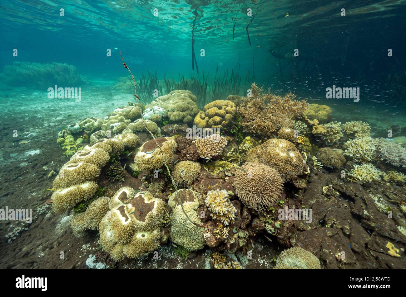 Mangrovie, erbe marine e coralli in un ecosistema di coralli incontaminato, Raja Ampat Indonesia. Foto Stock