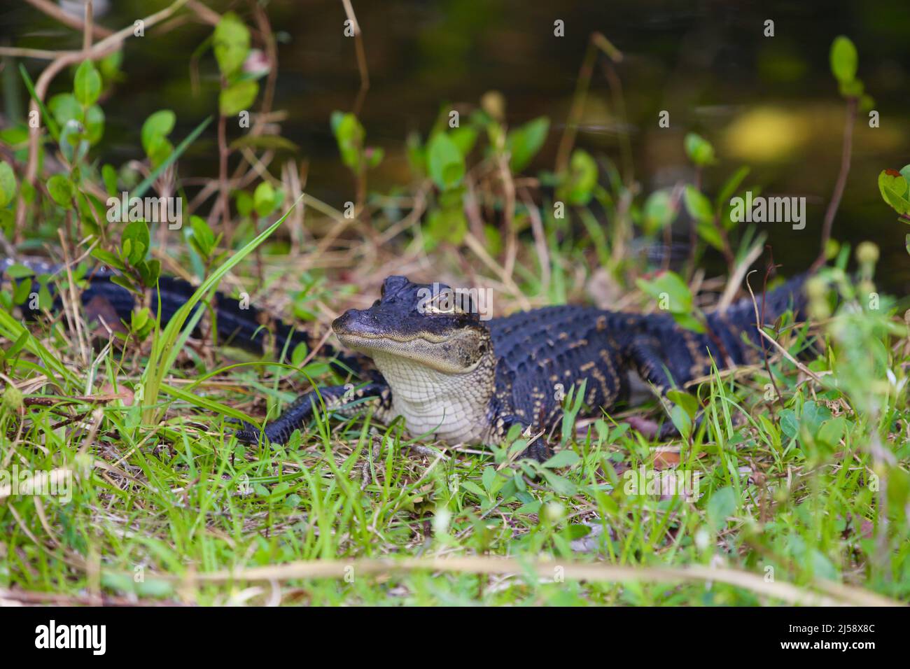 Baby Gator Foto Stock