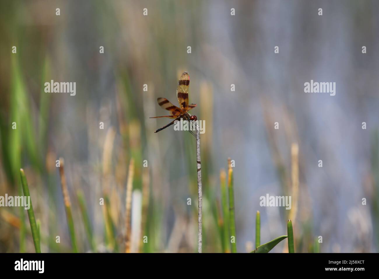 Halloween Pennant Dragonfly-1 Foto Stock