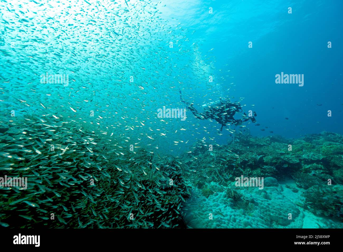 Scenica barriera corallina con pesci di vetro e coralli duri, Raja Ampat Indonesia. Foto Stock
