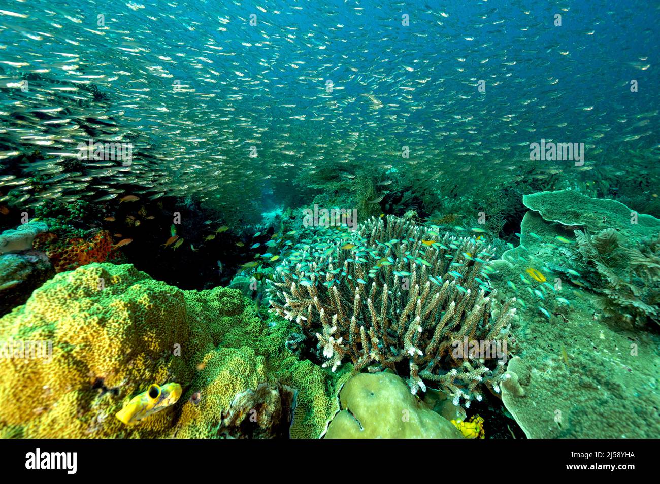 Scenica barriera corallina con pesci di vetro, Raja Ampat Indonesia Foto Stock