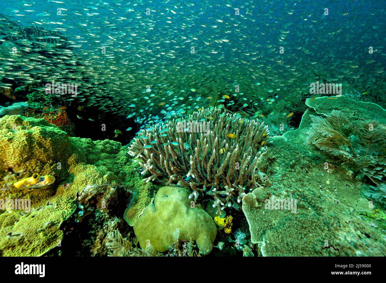 Scenica barriera corallina con pesci di vetro e damigelle blu, Raja Ampat Indonesia. Foto Stock