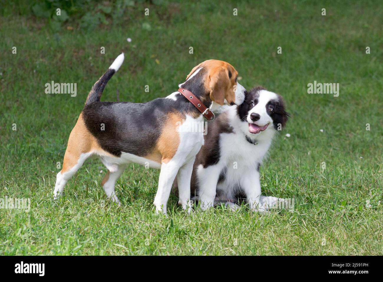 Il cucciolo di collie di confine e il cucciolo di aquila inglese sono in piedi su un'erba verde nel parco estivo. Animali domestici. Cane purebred. Foto Stock