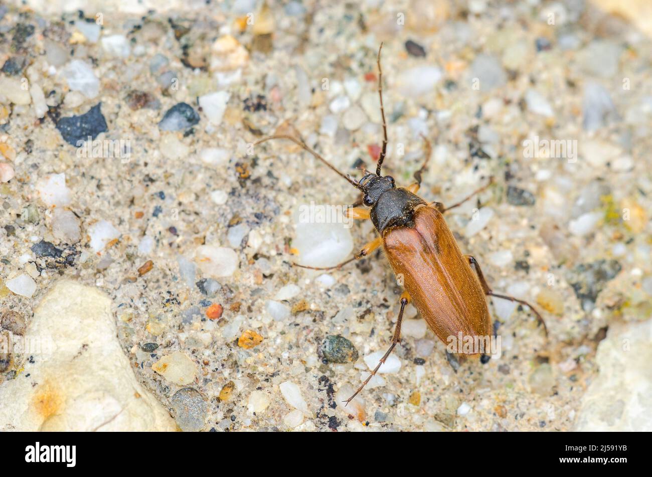 Cebrio gigas è una specie di scarabeo della sottofamiglia Cebioninae appartenente ad una famiglia di scarabei a scatto. Foto Stock