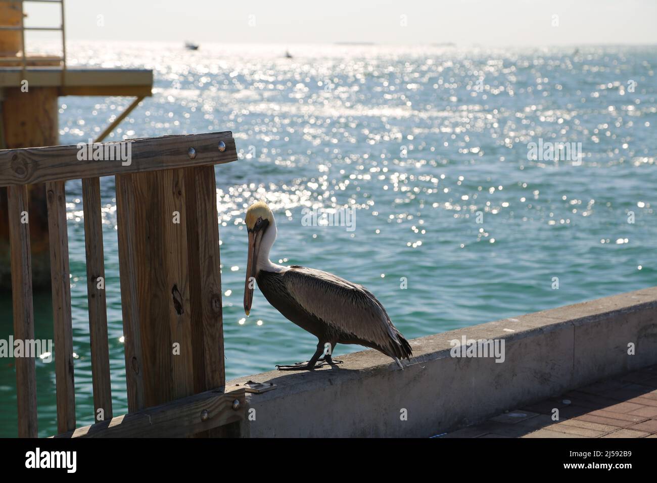 Marrone Pelican sul molo Foto Stock