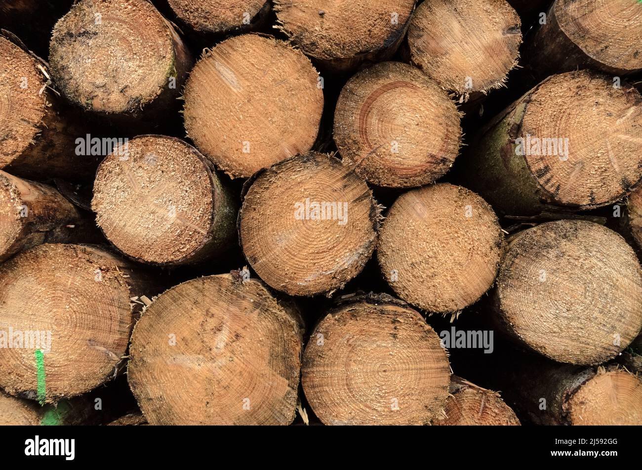 Sezione trasversale di tronchi di alberi appena sgranati con anelli di età, sfondo naturale in legno Foto Stock