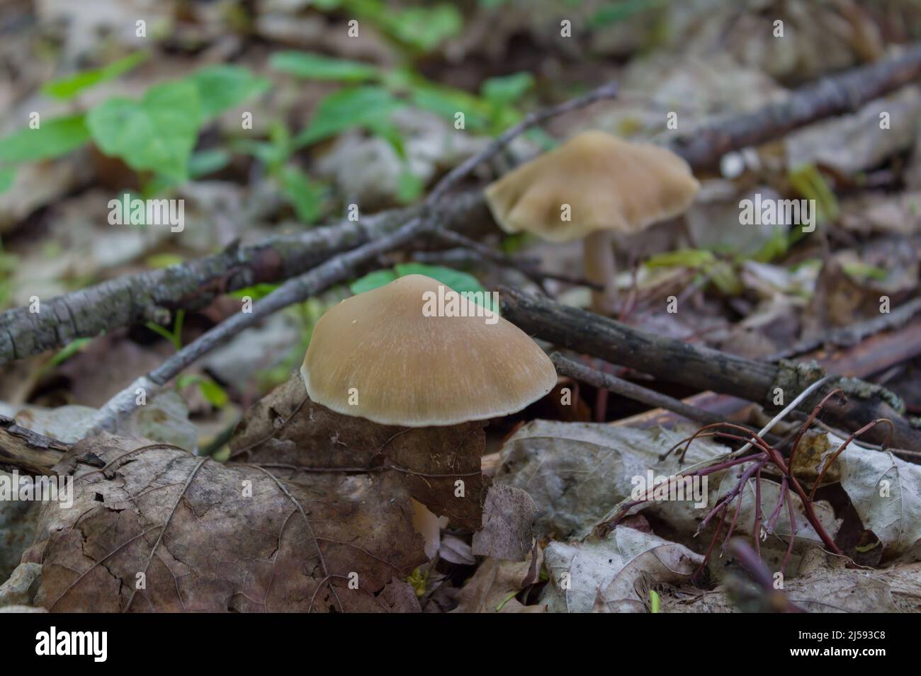 Strada nel villaggio abbandonato Dibrova, paesaggio post apocalittico, stagione estiva nella zona di esclusione di Chernobyl, Ucraina Foto Stock
