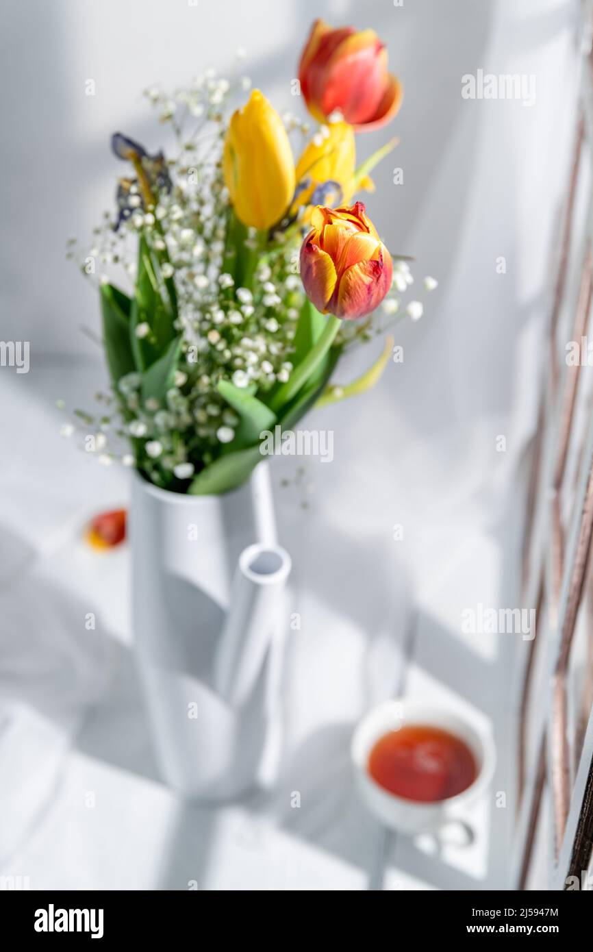 tulipani in un annaffiatoio bianco vicino alla finestra su sfondo bianco Foto Stock