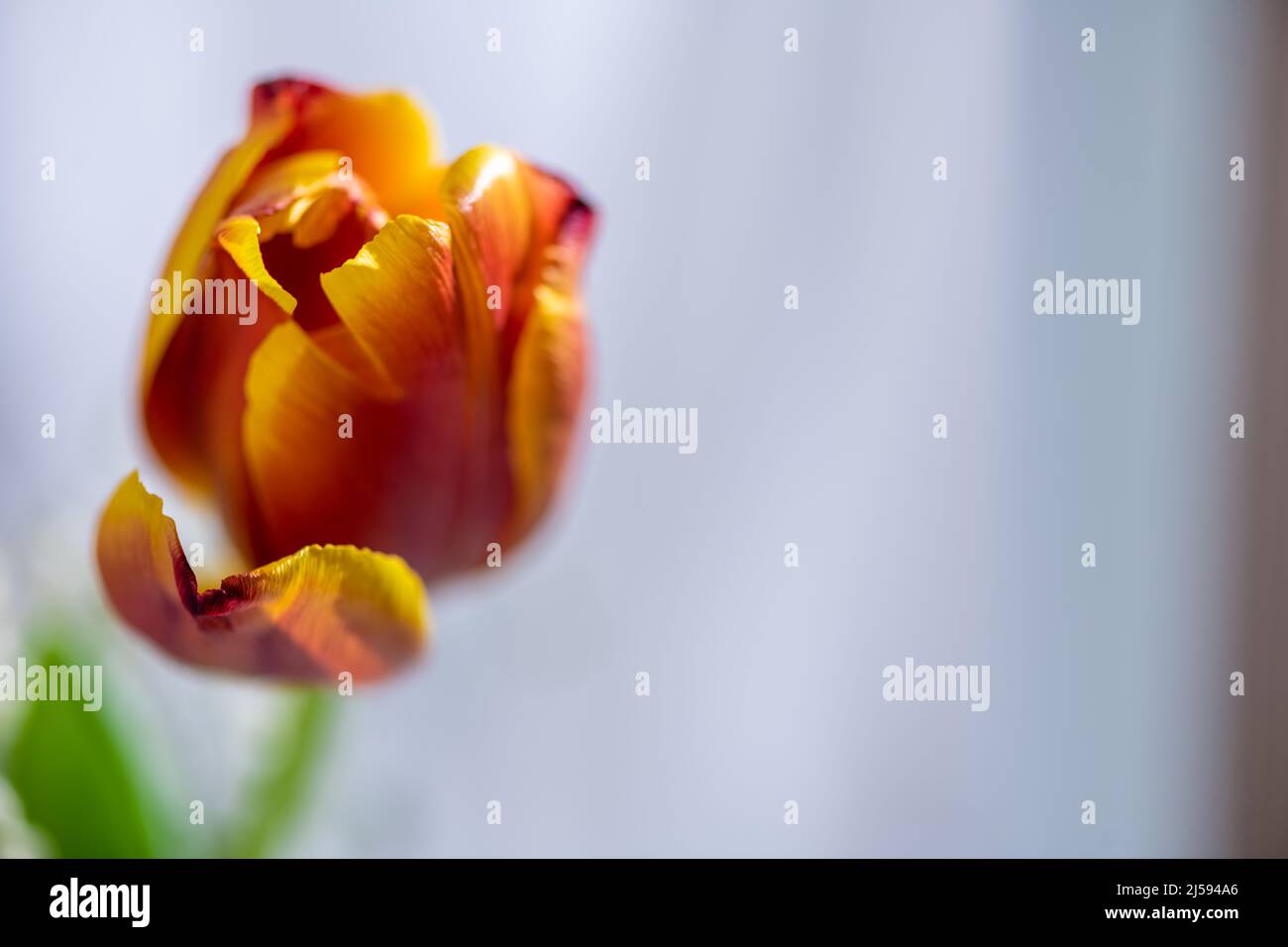 tulipani in un annaffiatoio bianco vicino alla finestra su sfondo bianco Foto Stock