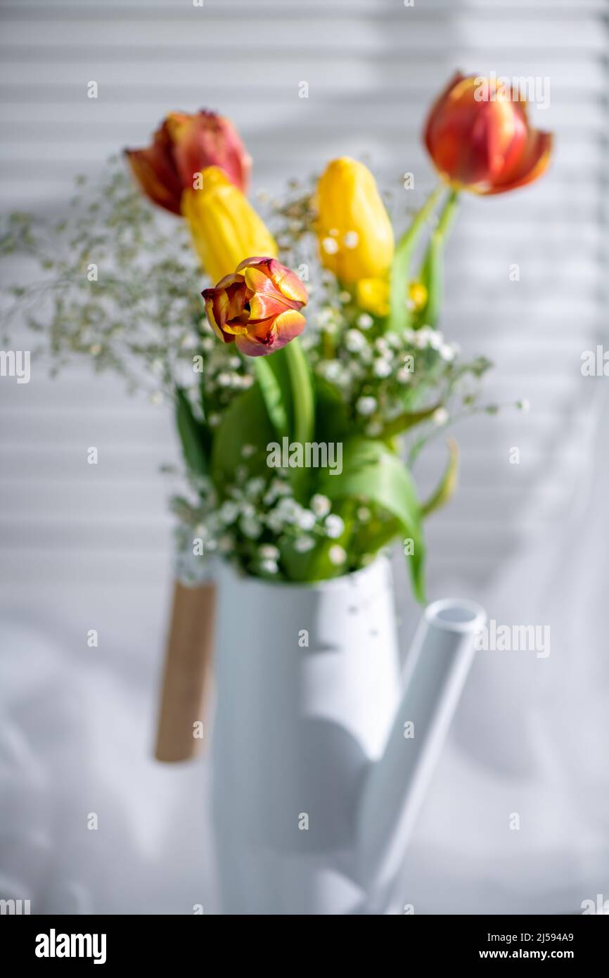 tulipani in un annaffiatoio bianco vicino alla finestra su sfondo bianco Foto Stock