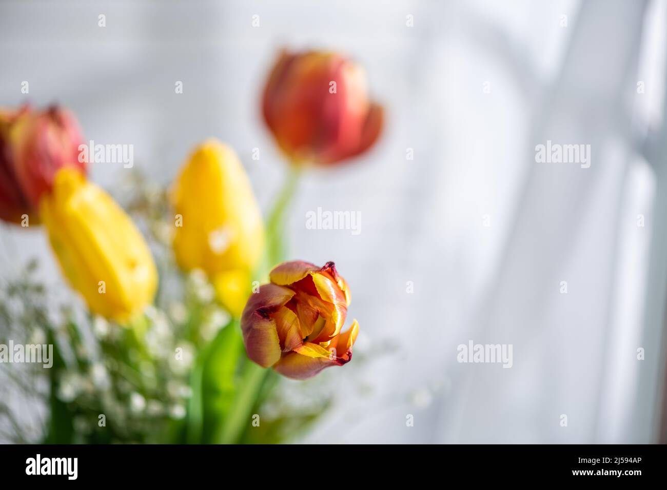 tulipani in un annaffiatoio bianco vicino alla finestra su sfondo bianco Foto Stock